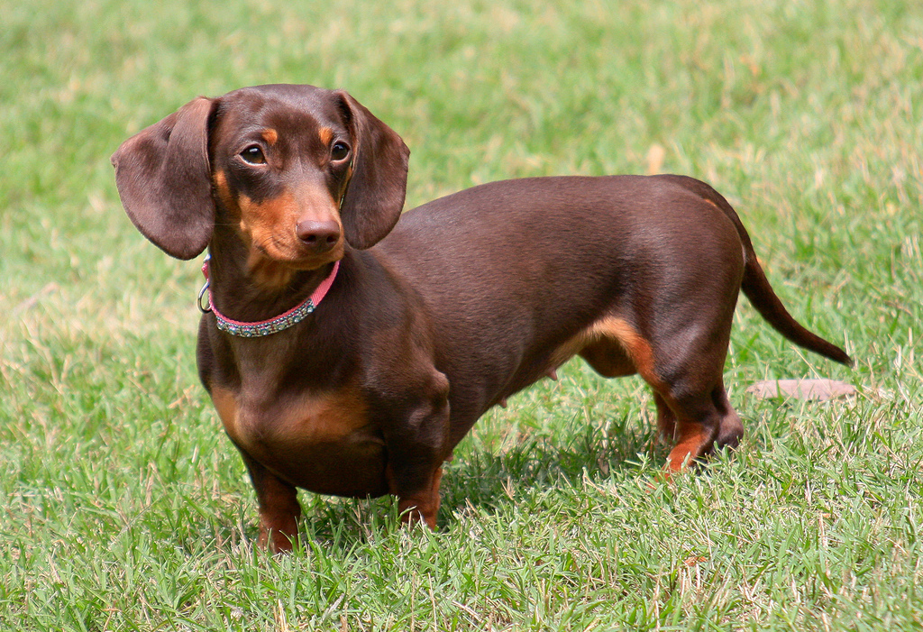 Dachshund you need to know