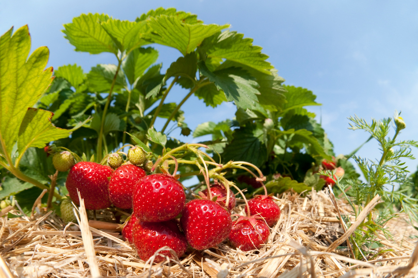 logo Strawberries