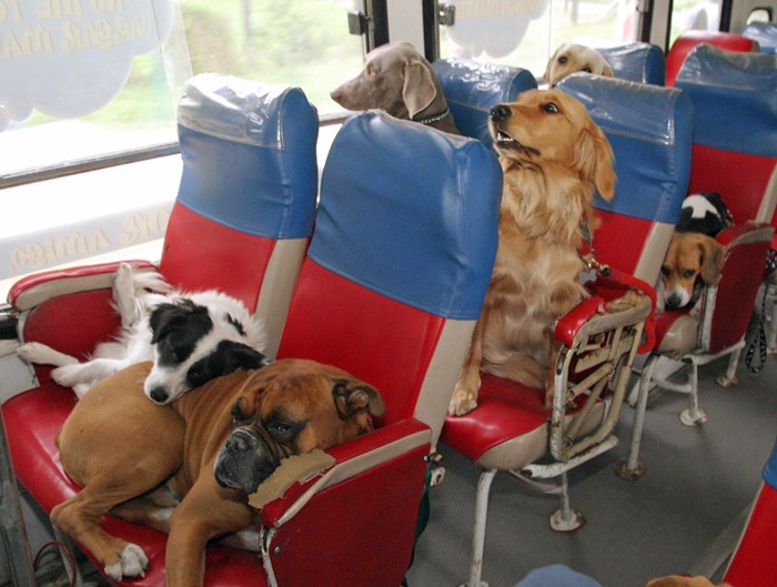 cats in different transport
