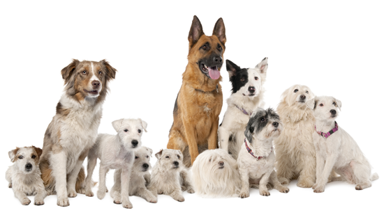 Что важно знать перед покупкой породистой собаки? | УФМС Паспортный стол РФ